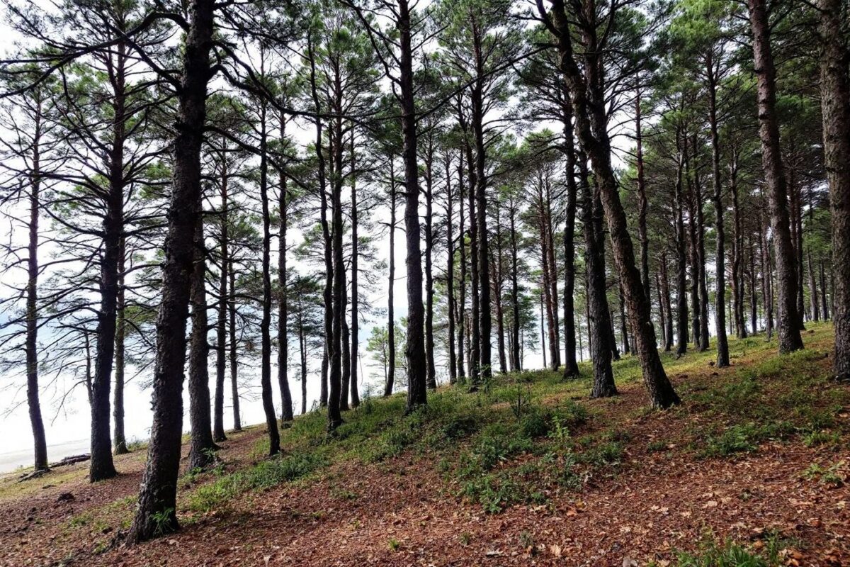 Les Landes, ce refuge rare où les vacanciers fuient la frénésie de la Côte d’Azur pour retrouver la sérénité