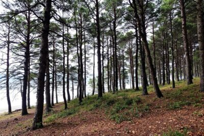 Les Landes, ce refuge rare où les vacanciers fuient la frénésie de la Côte d’Azur pour retrouver la sérénité