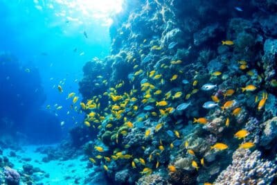 Les merveilles cachées entre Marseille et Cassis : une immersion rare dans un aquarium naturel