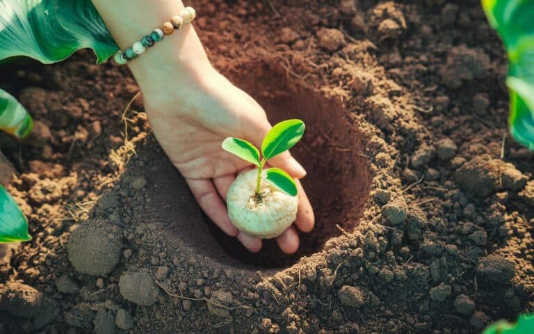 Planter vos pommes de terre sans regret : les distances exactes qui changent vraiment votre récolte